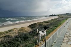 Luki-geniest-die-Spaziergaenge-am-Meer