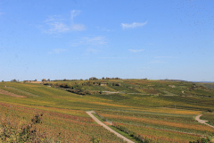 Weinberge bei den Felsengärten