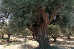 Alter-Olivenbaum