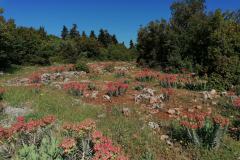 Vegetation-im-Parnon-Gebirge