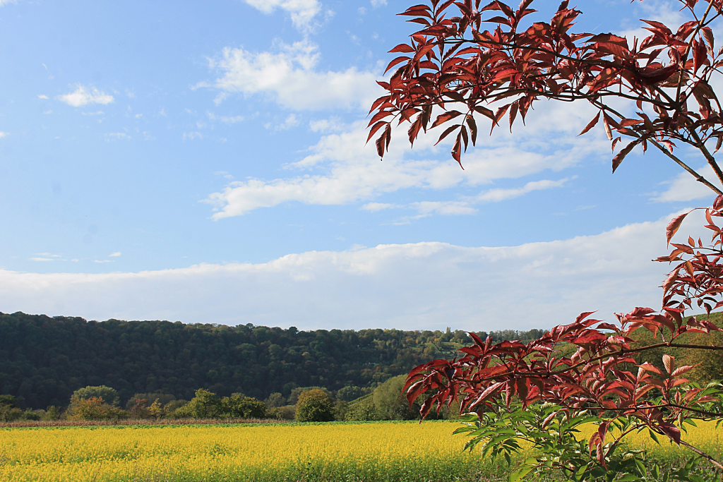 Umland-von-Besigheim