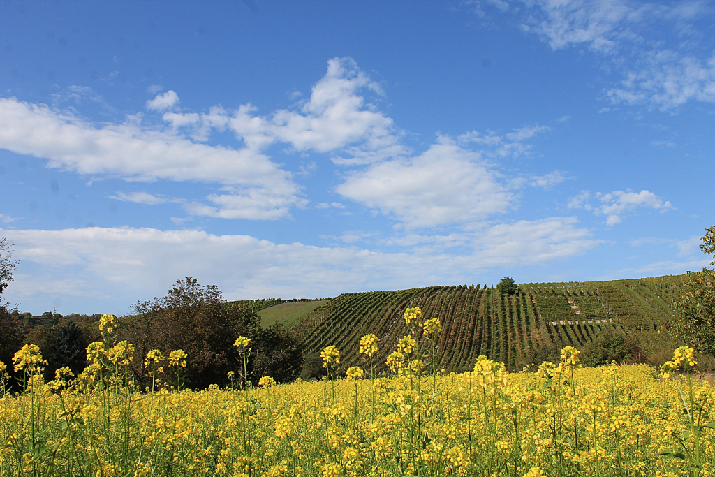 Umland-von-Besigheim1