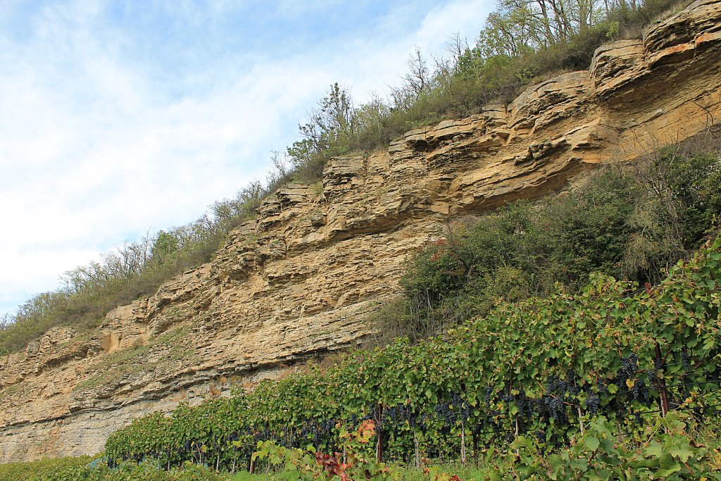 Weinberg-zwischen-Lauffen-und-Heilbronn1