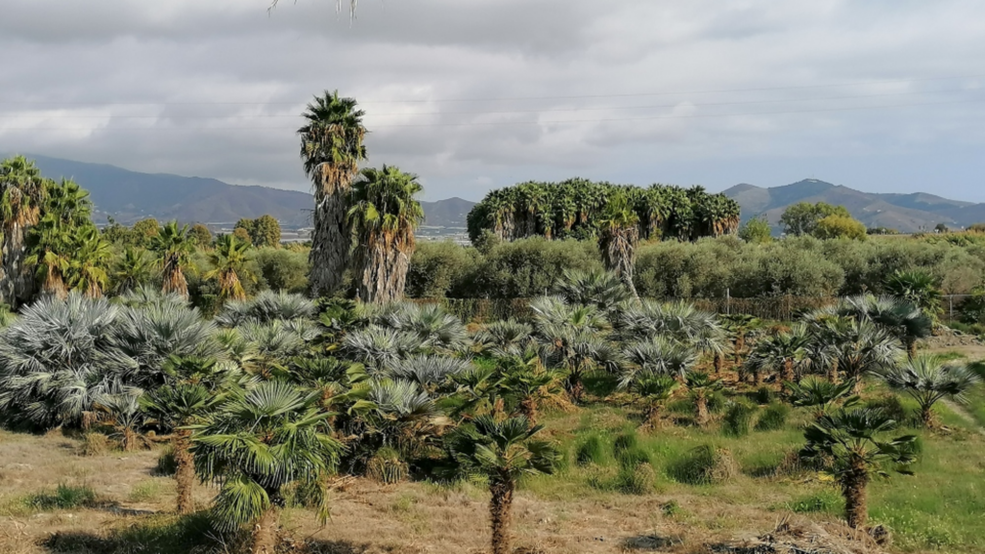 Landschaft um Motril