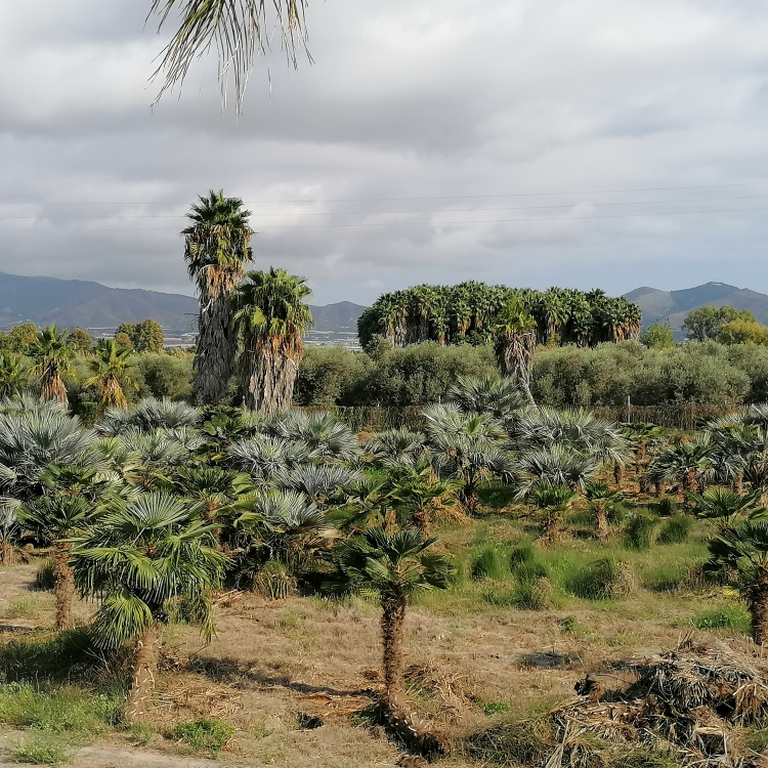 Landschaft um Motril