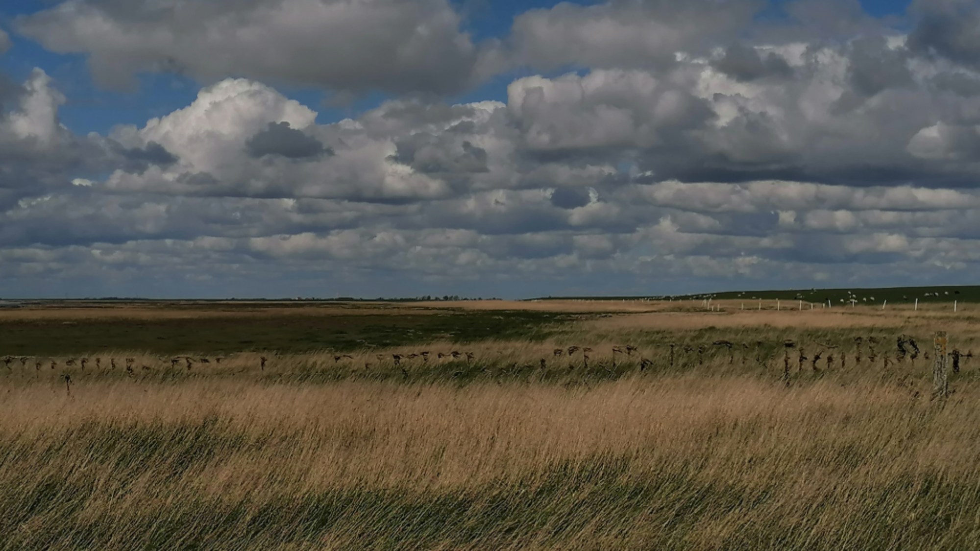 Wattenmeer Bei Ribe