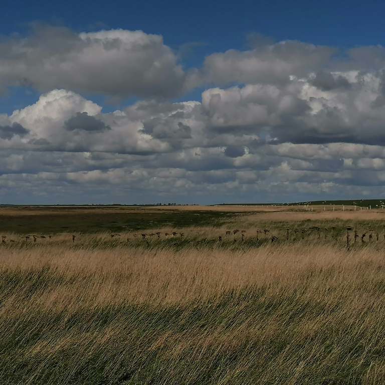 Wattenmeer Bei Ribe