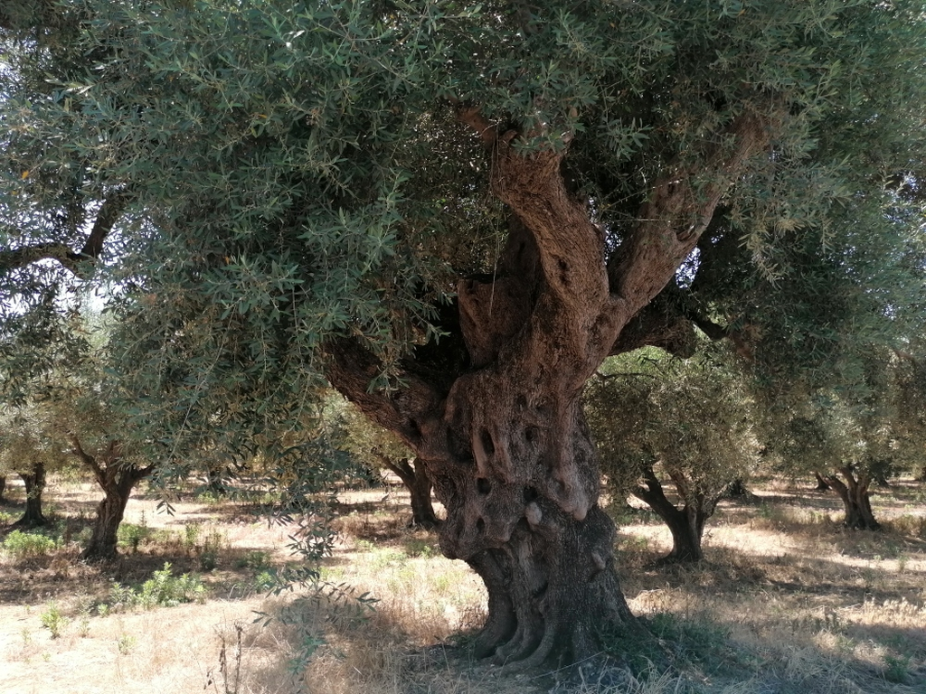 Alter-Olivenbaum Alter-Olivenbaum