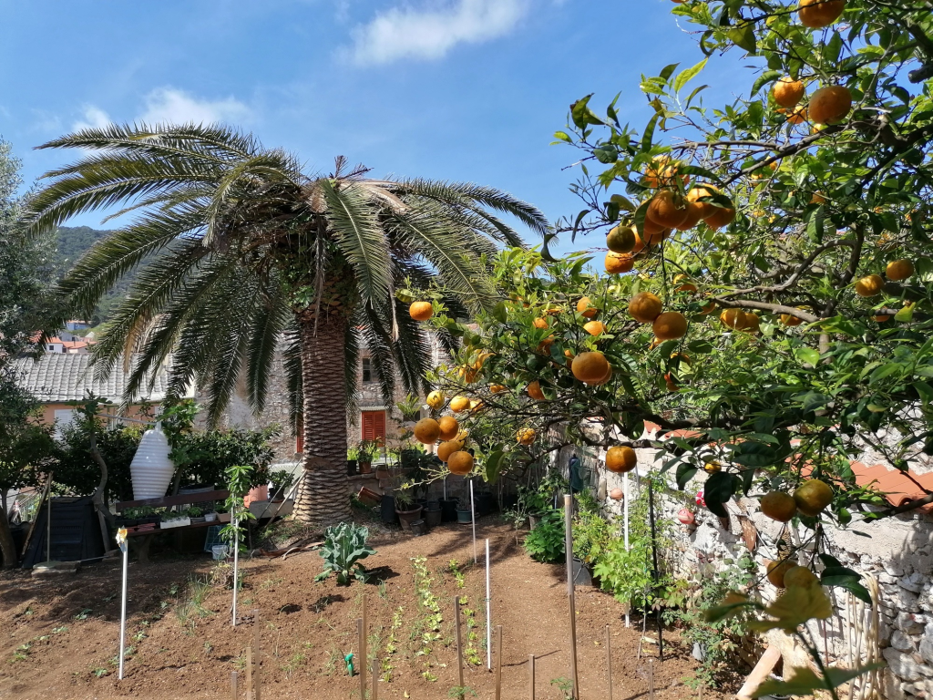 Blick-auf-den-Gemuesegarten Blick-auf-den-Gemuesegarten