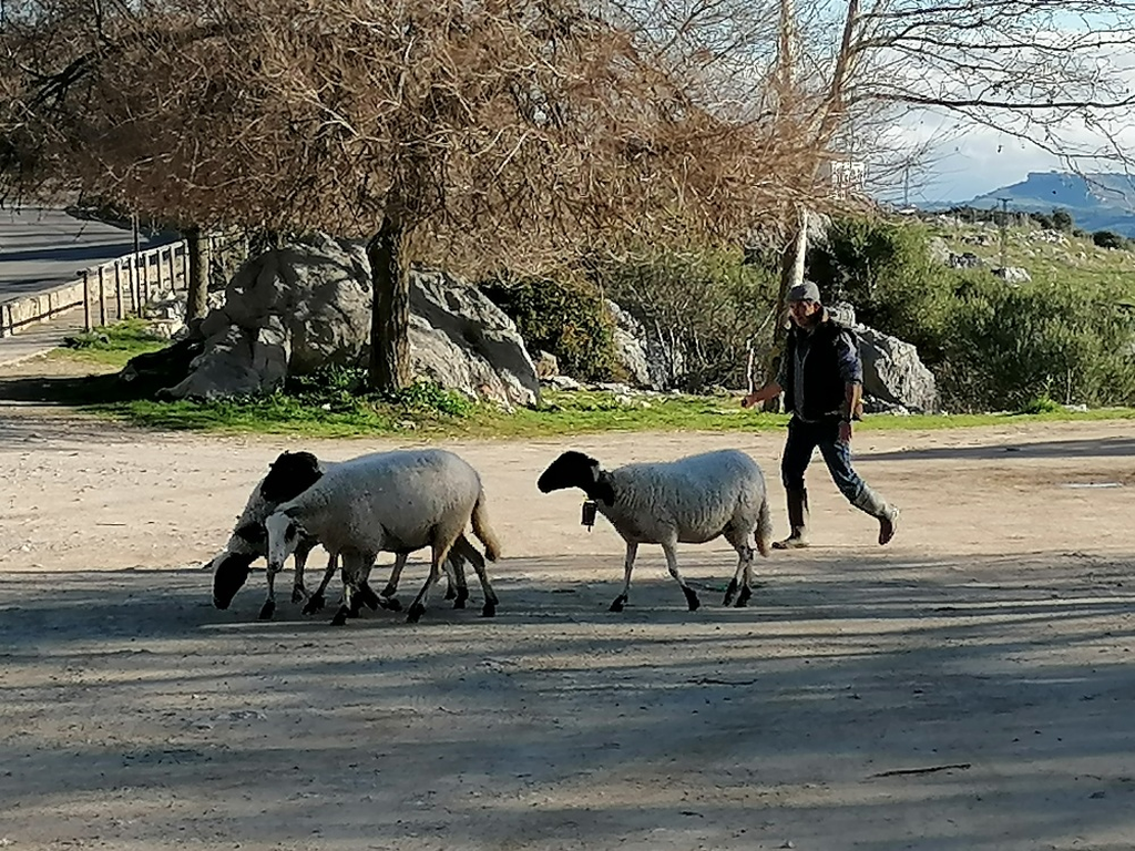 Der-Tag-startet-fuer-den-Schaefer Der-Tag-startet-fuer-den-Schaefer