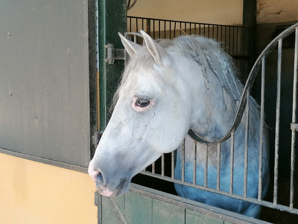 Die-schoensten-Pferde-in-Andalusien Die-schoensten-Pferde-in-Andalusien