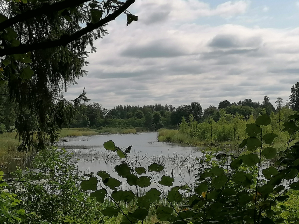 Feuchtgebiet-beim-Sezerio-Swiecajty Feuchtgebiet-beim-Sezerio-Swiecajty
