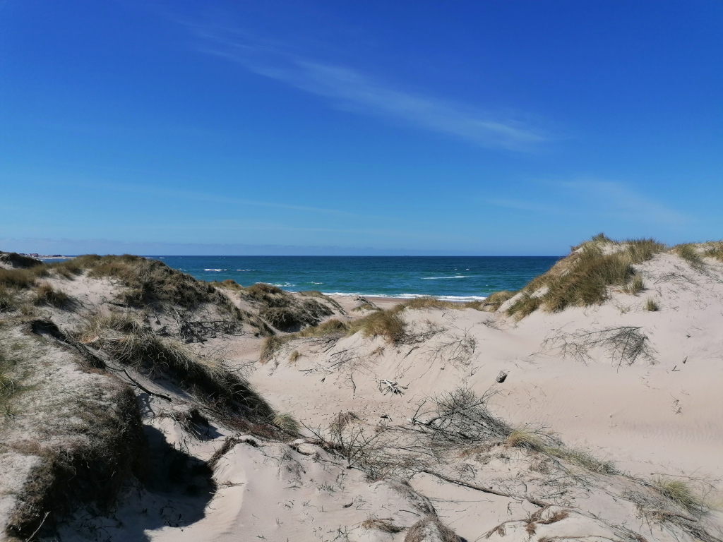 In den Dünen vom Klittmoller Strand In den Dünen vom Klittmoller Strand