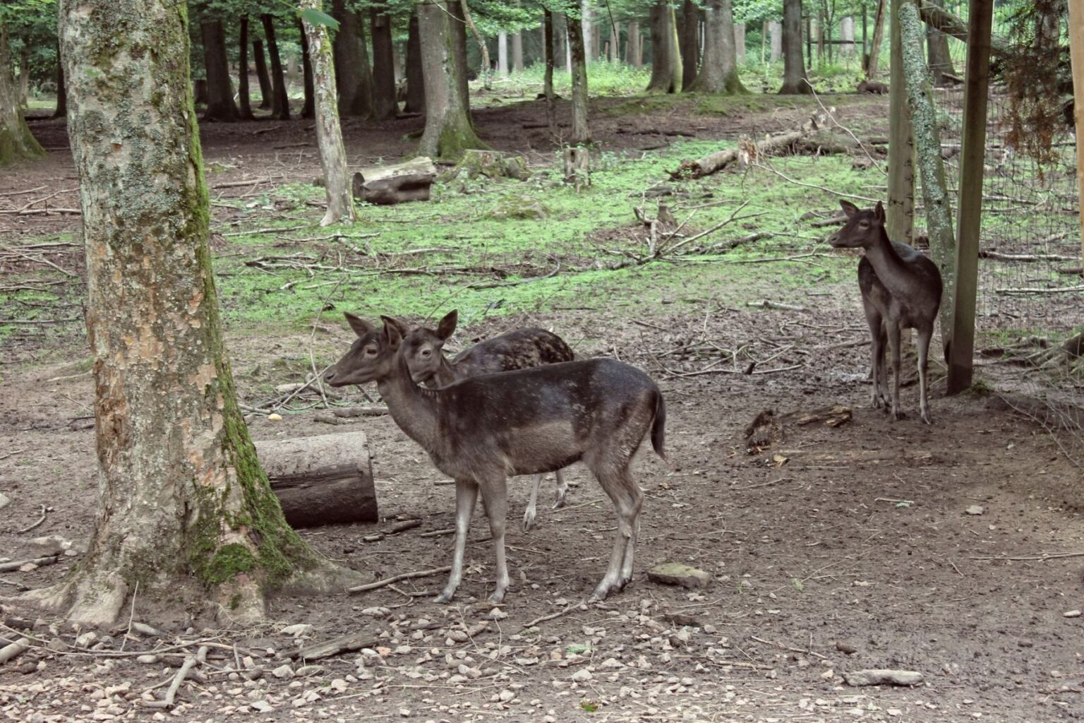 Tiergehege Tiergehege