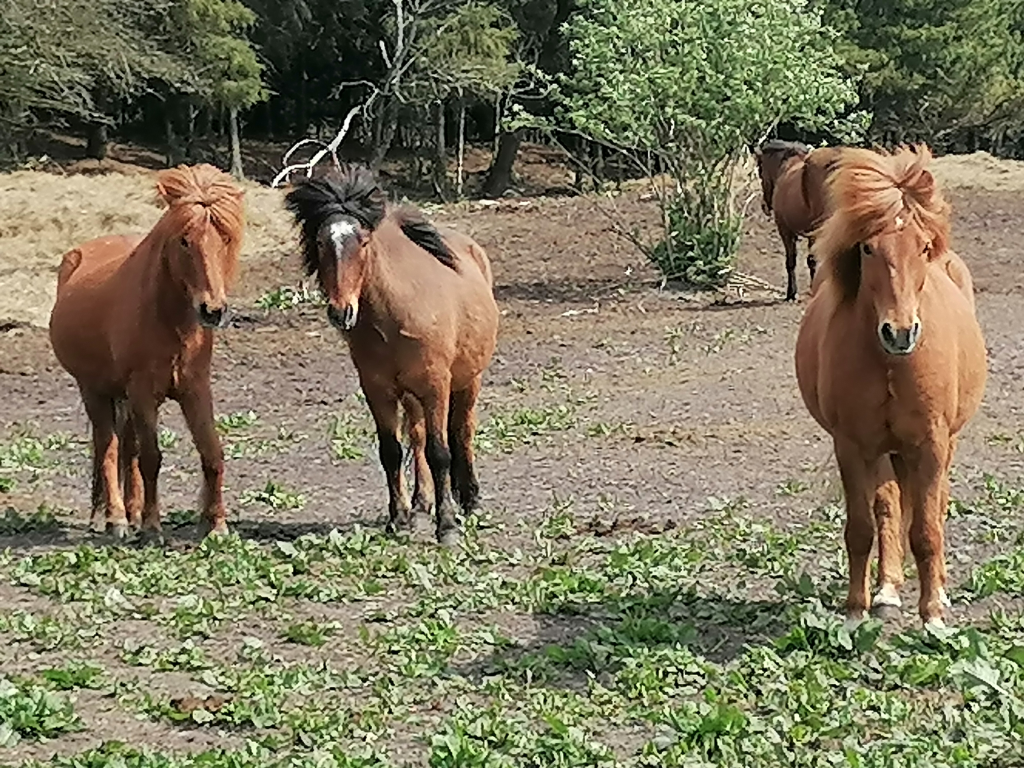 Juedlandpferde-auf-der-Koppel Juedlandpferde-auf-der-Koppel