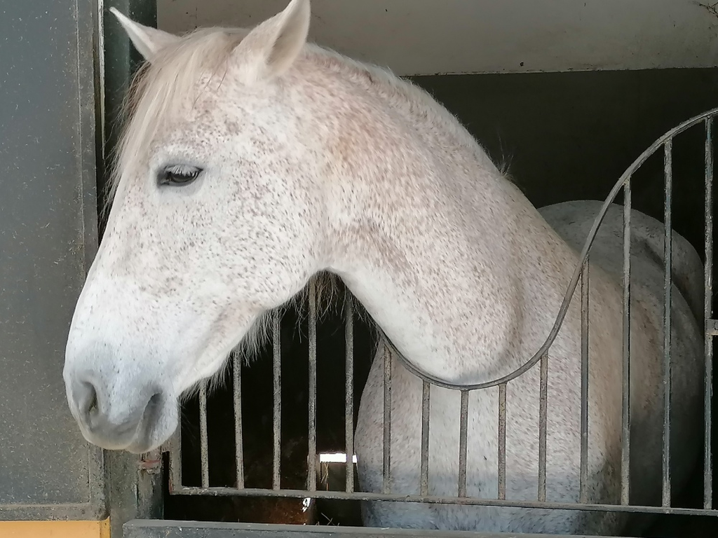 Kartaeuser-Pferd Kartaeuser-Pferd