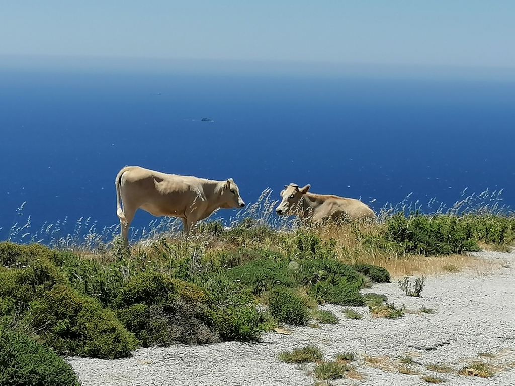 Kuehe-weiden-in-den-Bergen Kuehe-weiden-in-den-Bergen
