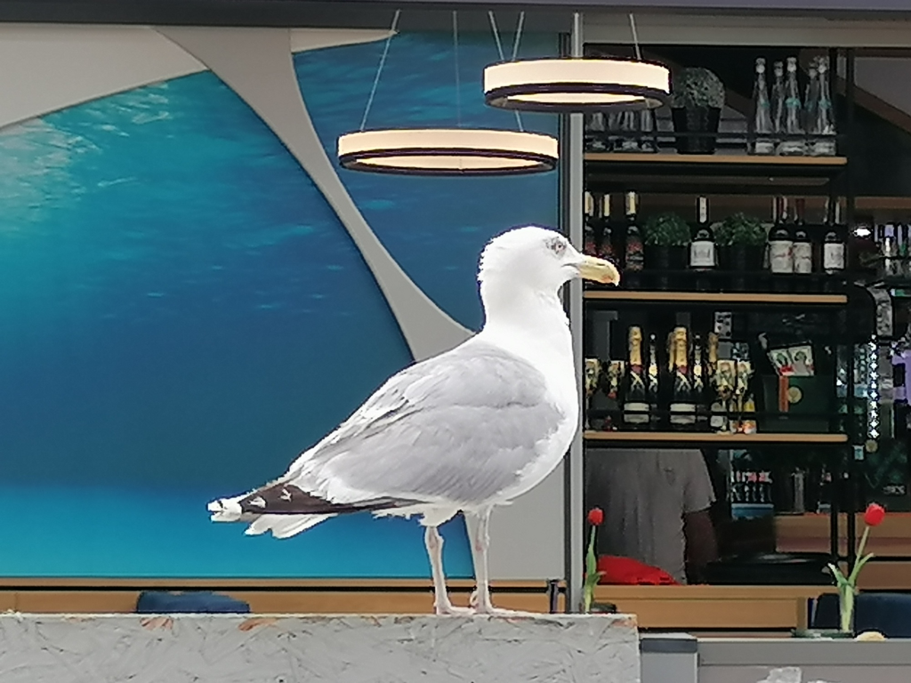 Moewe-nach-Nahrungssuche Moewe-nach-Nahrungssuche