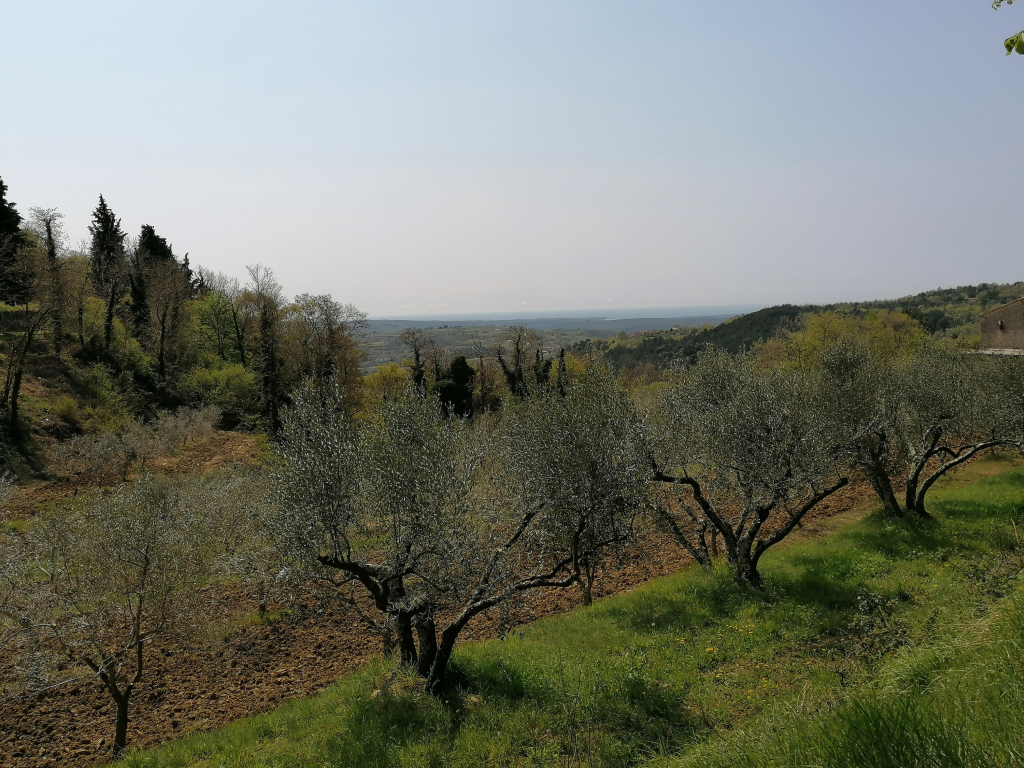 Olivenbaeume Olivenbaeume