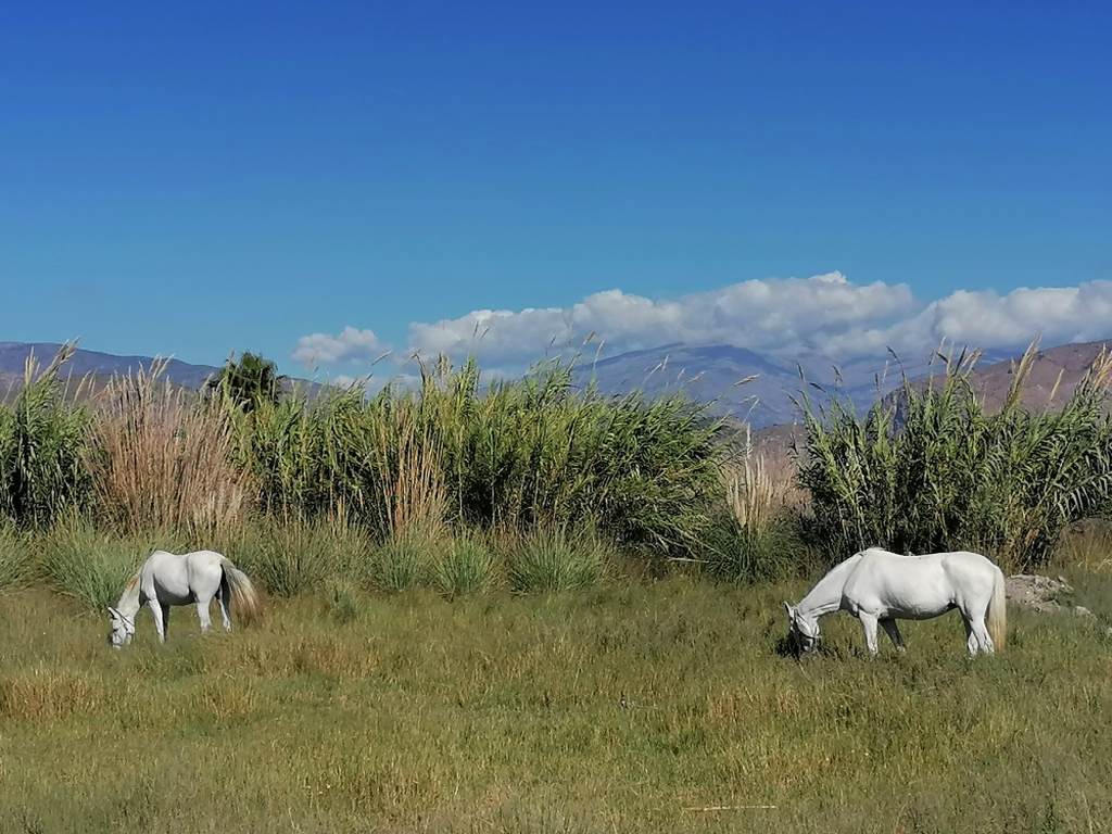 Pferdezucht Pferdezucht