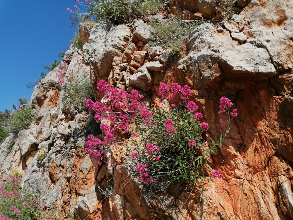 Pflanzenwelt Pflanzenwelt