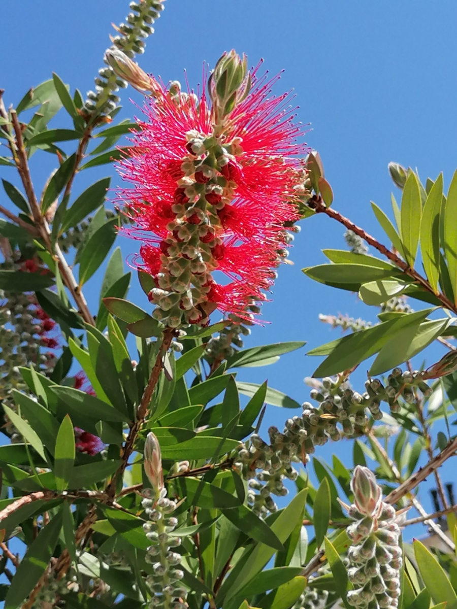 Schoene-Pflanzenwelt Schoene-Pflanzenwelt