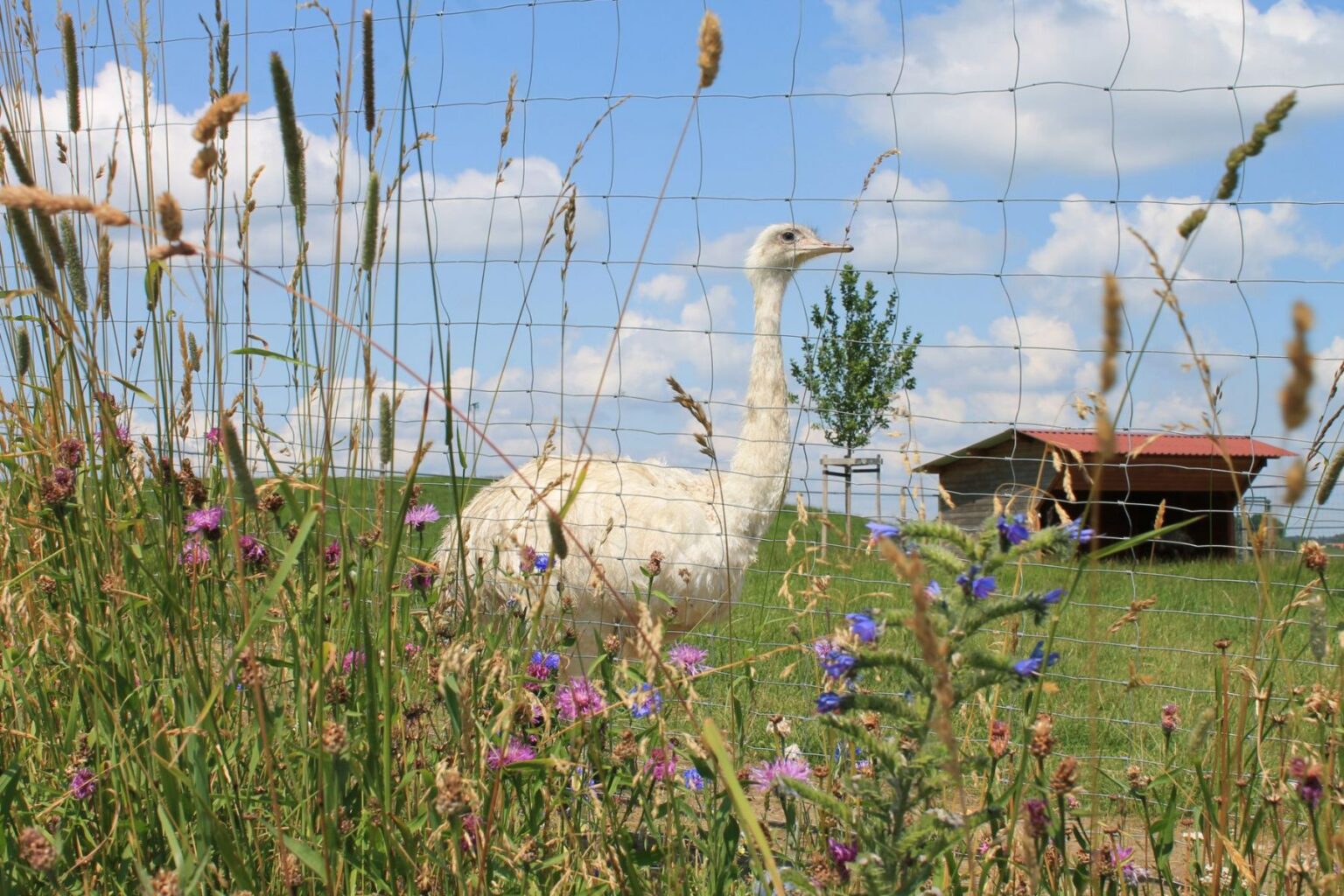 Straussenfarm Straussenfarm