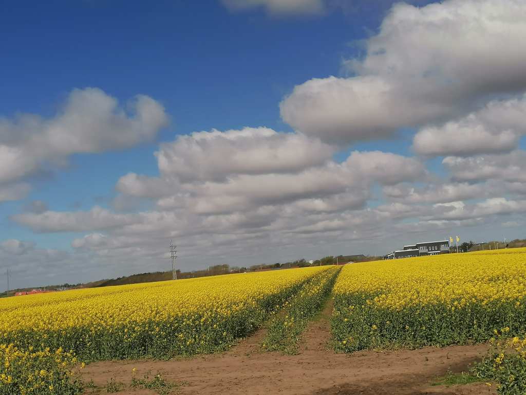 Umland-bluehende-Rapsfelder Umland-bluehende-Rapsfelder