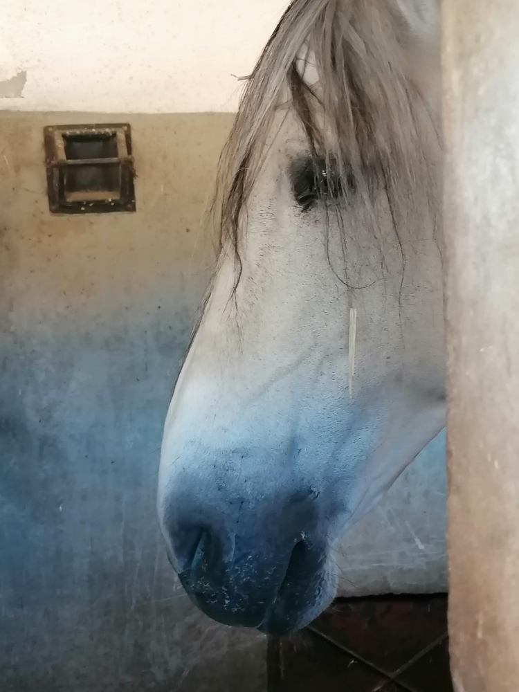 Was-fuer-ein-edles-Tier Was-fuer-ein-edles-Tier