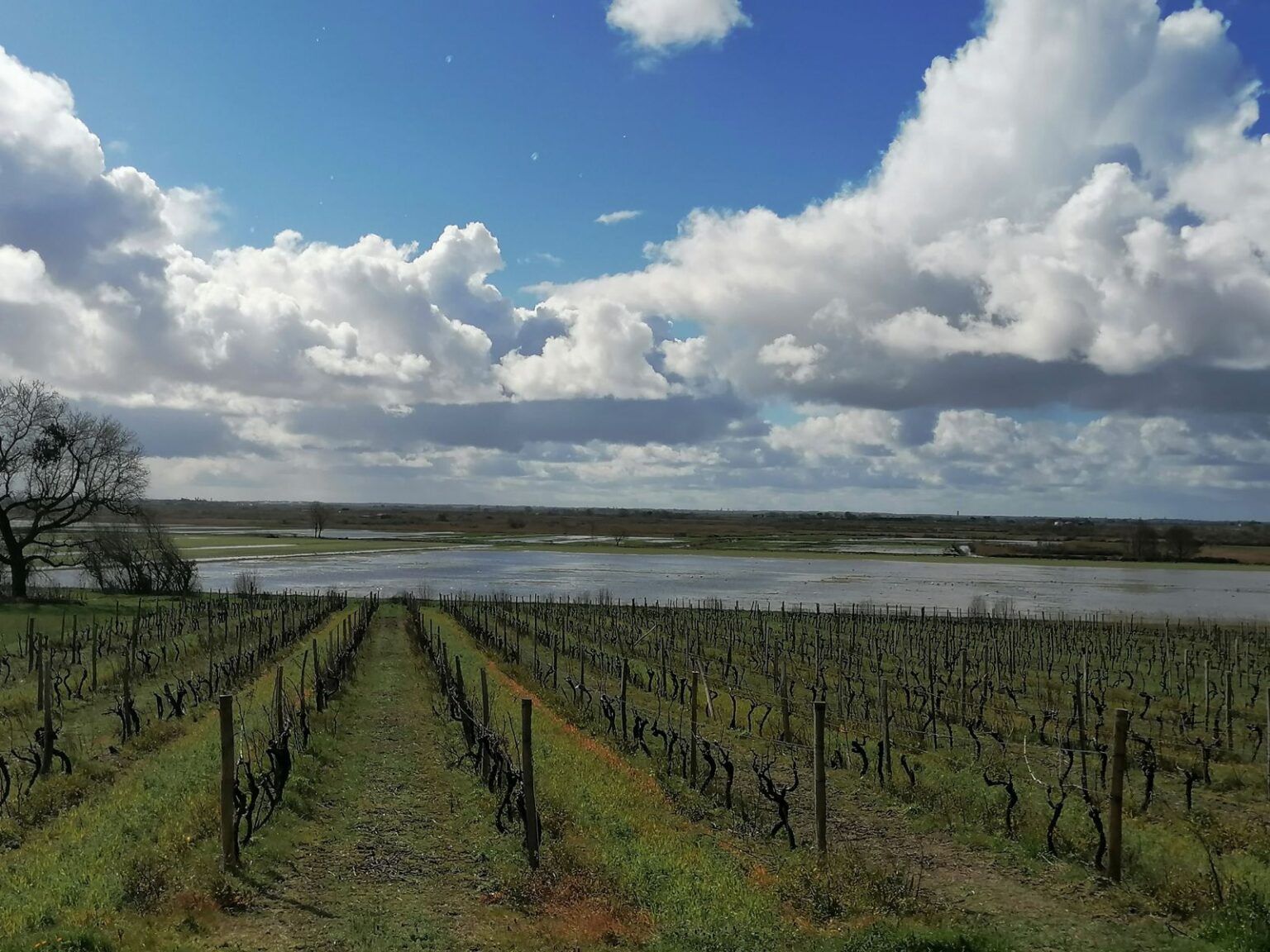 Weinanbaugebiet-um-Blaye