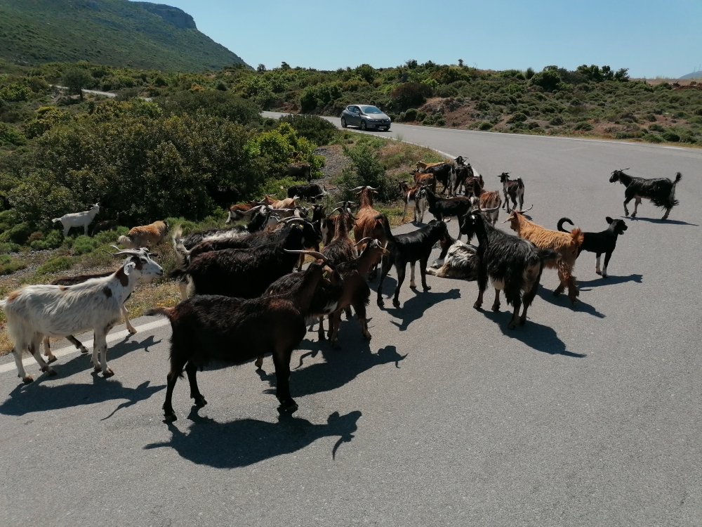 Ziegenherde Ziegenherde